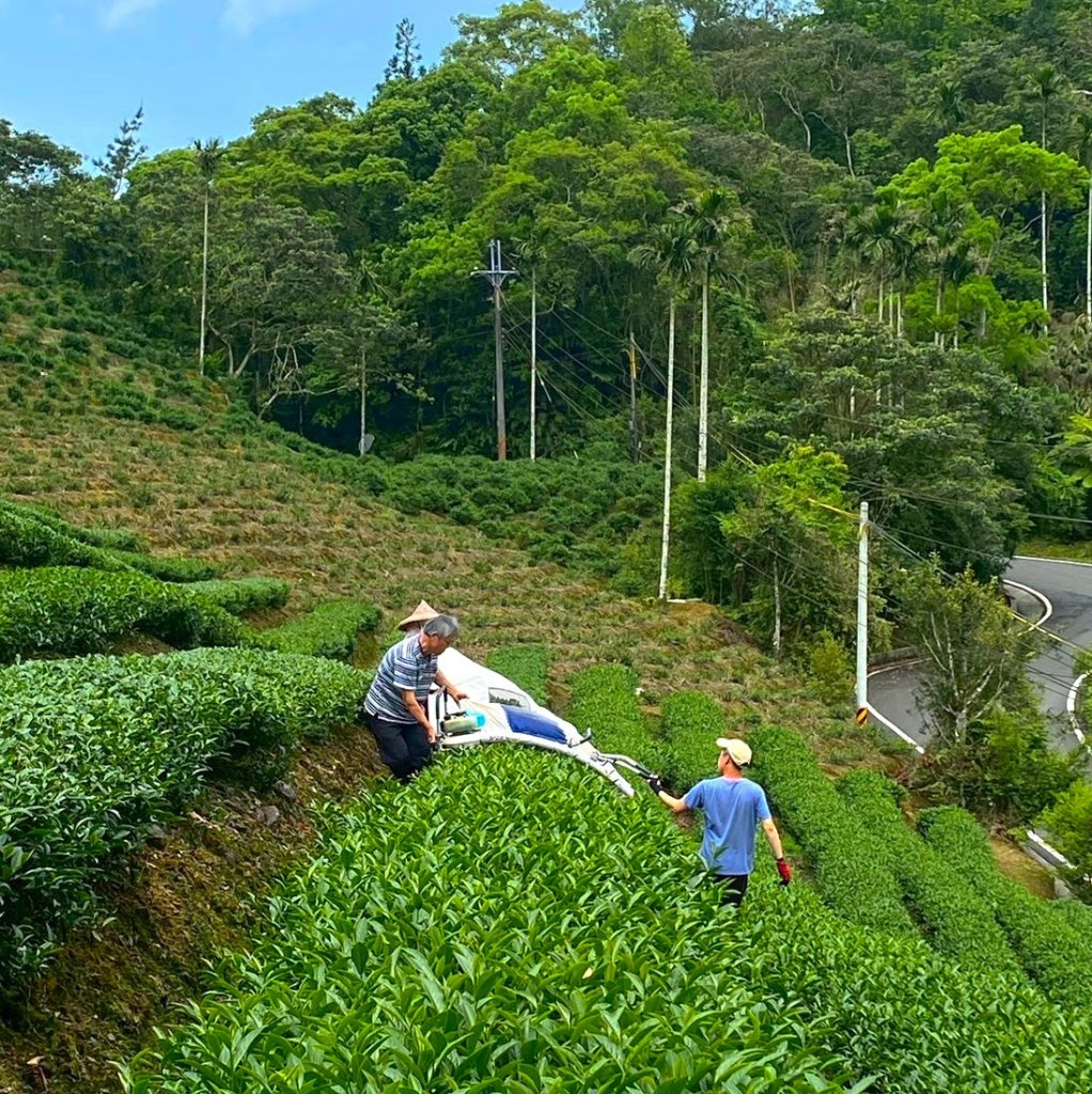 Low Caffeine Oolong Tea - 30g - ding-go