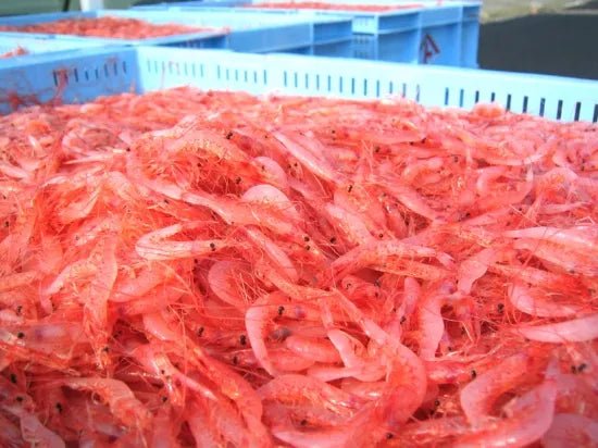 Sakura Shrimp Furikake - 20g - ding-go