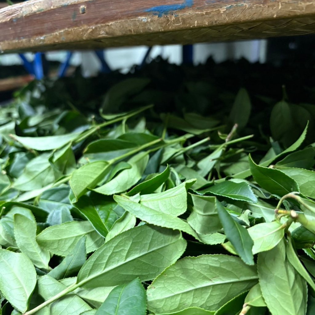 Low Caffeine Oolong Tea - 30g