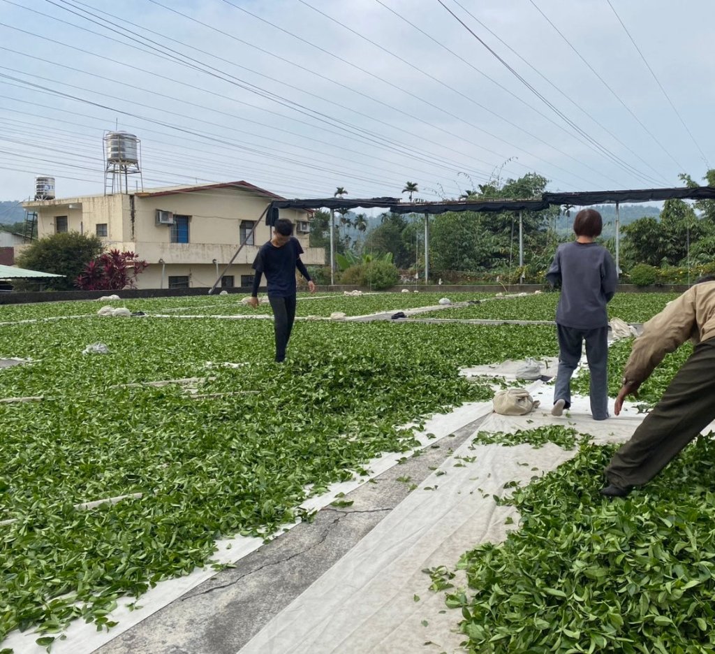 Low Caffeine Osmanthus Black Tea - 50g