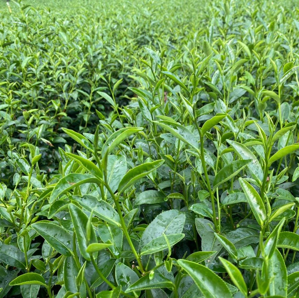 Low Caffeine Osmanthus Black Tea - 50g